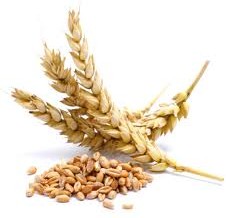 wheat prices dip after US foresees huge world crop
